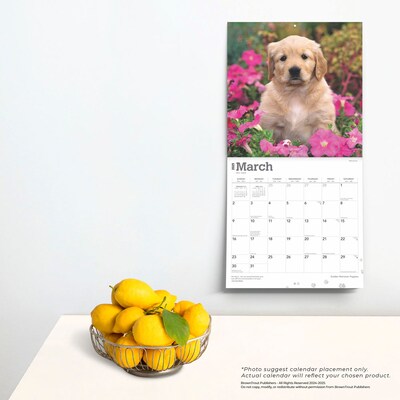 2025 BrownTrout Golden Retriever Puppies 12" x 12" Monthly Square Wall Calendar (9781975477066)