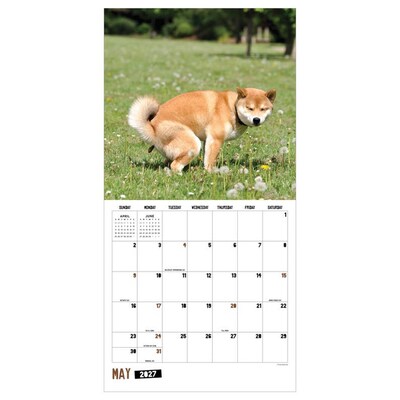 2027 TF Publishing Pooping Dogs 12" x 12" Monthly Wall Calendar, Multicolored (27-1062)