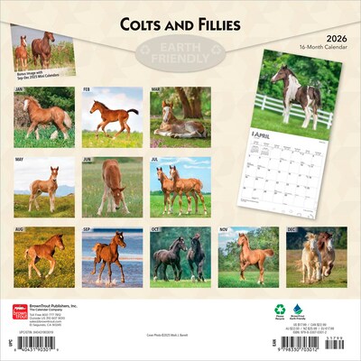 2026 BrownTrout Colts and Fillies 12 x 12 Monthly Wall Calendar (9798330703012)