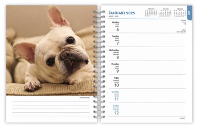 2025 BrownTrout French Bulldogs 6" x 7.75" Weekly Engagement Planner, Paper Cover, Multicolored (9781975483159)