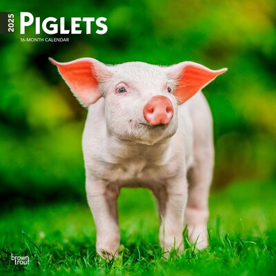 2025 BrownTrout Piglets 12 x 24 Monthly Square Wall Calendar, (9781975477523)