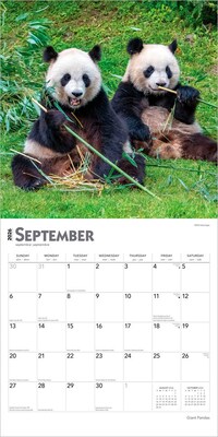 2026 BrownTrout Giant Pandas 12" x 12" Monthly Wall Calendar (9798330703418)
