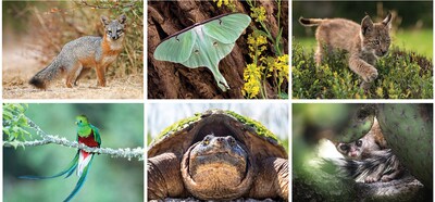 Custom North America Wildlife Spiral Wall Calendar