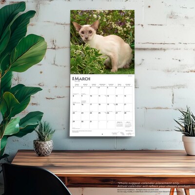 2026 BrownTrout Siamese Cats 12" x 12" Monthly Wall Calendar (9798330705573)
