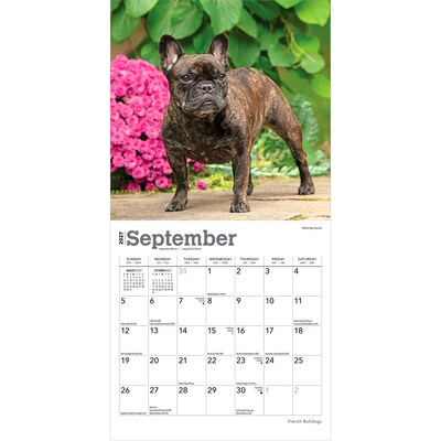 2027 BrownTrout French Bulldogs 7" x 7" Monthly Wall Calendar, Assorted Colors (9798330709991)