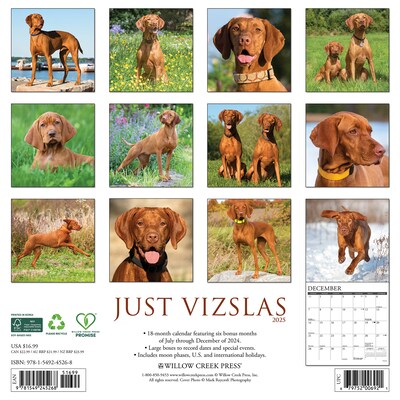 2025 Willow Creek Just Vizslas 12 x 12 Monthly Wall Calendar (45268)