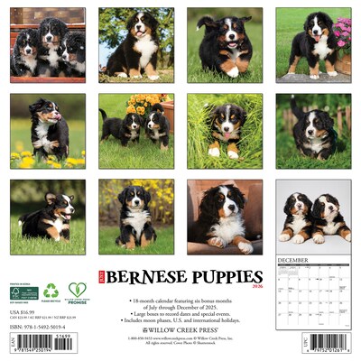 2026 Willow Creek Bernese Mountain Puppies 12 x 12 Monthly Wall Calendar (50194)