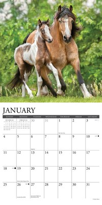 2026 Willow Creek Paint Horses 12" x 12" Monthly Wall Calendar (52297)