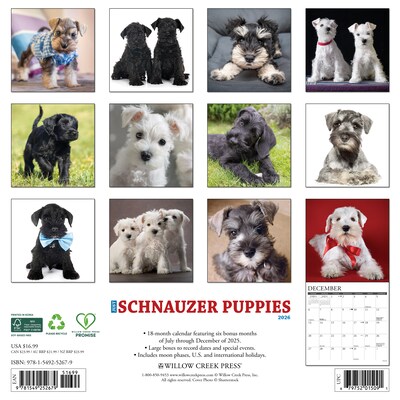 2026 Willow Creek Schnauzer Puppies 12 x 12 Monthly Wall Calendar (52679)