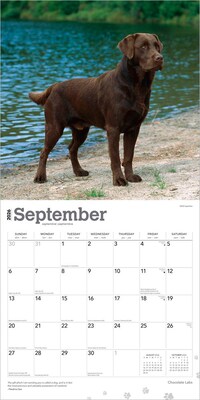 2026 BrownTrout Chocolate Labrador Retrievers 12" x 12" Monthly Wall Calendar (9798330704255)