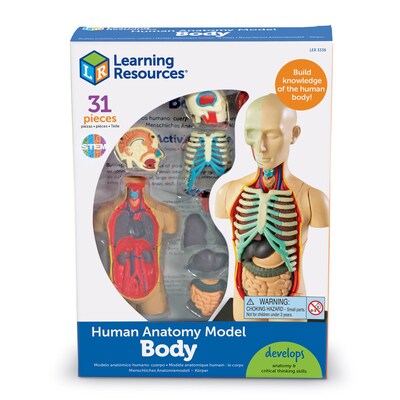 Learning Resources Human Body Anatomy Model (LER3336)