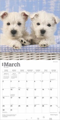 2025 BrownTrout West Highland White Terrier Puppies 12" x 12" Monthly Wall Calendar (9781975480738)