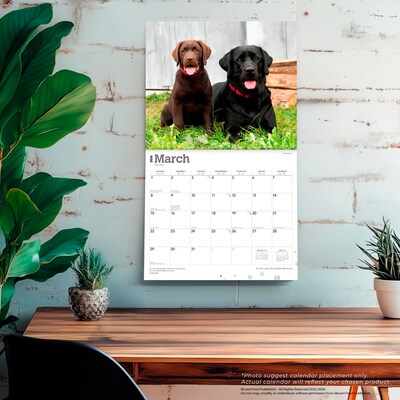 2026 BrownTrout For the Love of Labrador Retrievers 14" x 12" Monthly Wall Calendar (9798330707164)