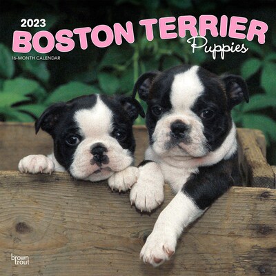 2023 BrownTrout Boston Terrier Puppies 12 x 12 Monthly Wall Calendar (9781975454968)