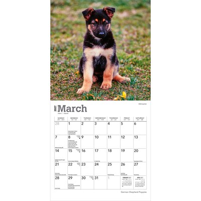 2027 BrownTrout German Shepherd Puppies 7" x 7" Monthly Wall Calendar, Assorted Colors (9798330714780)
