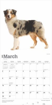 2025 BrownTrout Australian Shepherds 12" x 12" Monthly Wall Calendar (9781975476557)
