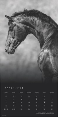 2025 BrownTrout Portrait Series: The Noble Horse 12" x 12" Monthly Wall Calendar (9781975477158)