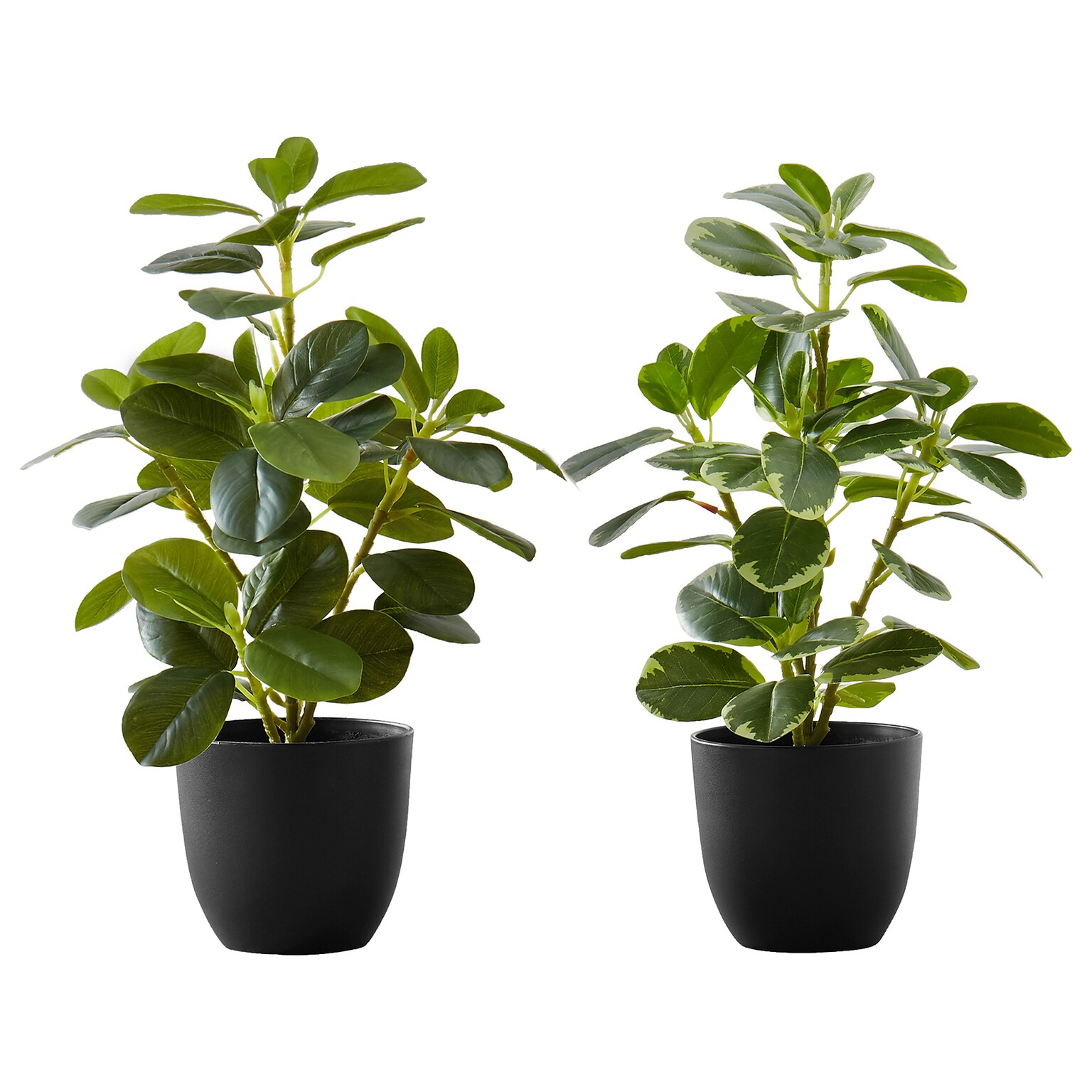 Monarch Specialties Inc. Ficus Elastica in Pot, 2/Pack (I 9585)