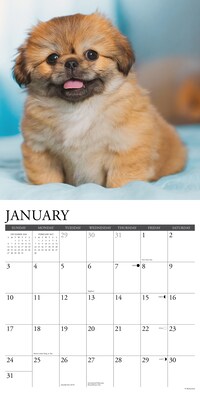 2027 Willow Creek Pekingese 11" x 12" Monthly Wall Calendar, Assorted Colors (61763)