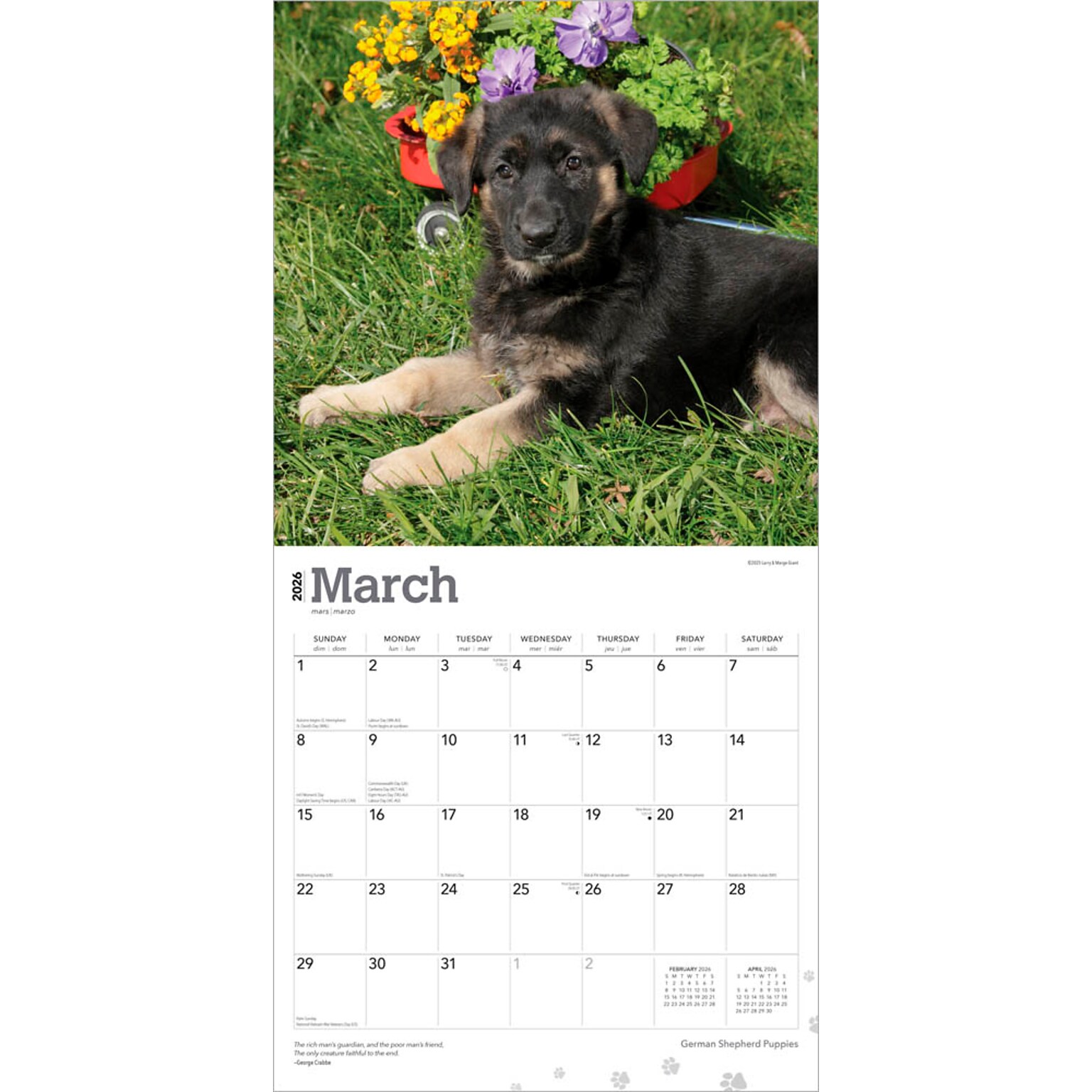 2026 BrownTrout German Shepherd Puppies 12 x 12 Monthly Wall Calendar (9798330703364)