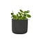 Desk Plants Jade Plant in a Black Mini Wilson pot (JPMWB)