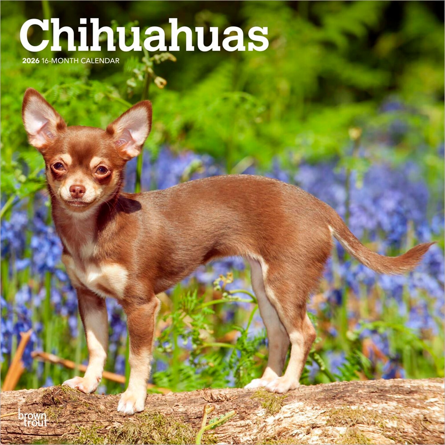 2026 BrownTrout Chihuahuas 12 x 12 Monthly Wall Calendar (9798330702947)