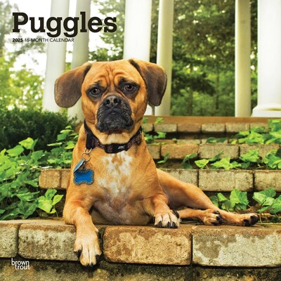 2025 BrownTrout Puggles 12 x 12 Monthly Square Wall Calendar (9781975477578)