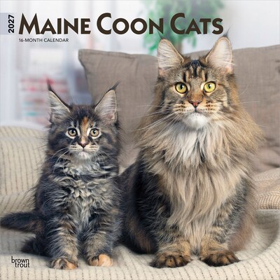 2027 BrownTrout Maine Coon Cats 12 x 12 Monthly Wall Calendar (9798330711819)