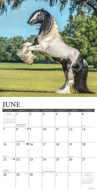 2026 Willow Creek Gypsy Vanner Horse 12" x 12" Monthly Wall Calendar (51429)