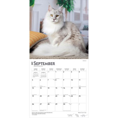 2027 BrownTrout Maine Coon Cats 12" x 12" Monthly Wall Calendar (9798330711819)