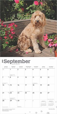 2025 BrownTrout Labradoodles 12" x 24" Monthly Square Wall Calendar, (9781975477295)