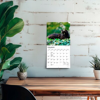 2027 BrownTrout Black Cats 7" x 7" Monthly Wall Calendar, Assorted Colors (9798330709700)