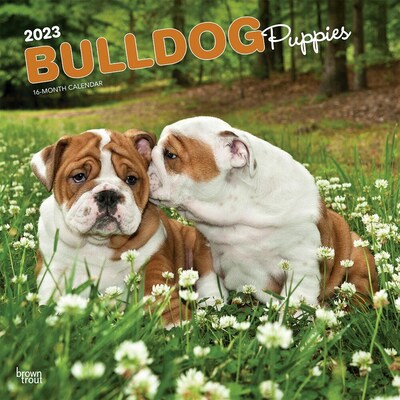 2023 BrownTrout Bulldog Puppies 12 x 24 Monthly Wall Calendar, (9781975454982)