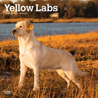 2025 BrownTrout Yellow Labrador Retrievers 12 x 12 Monthly Square Wall Calendar (9781975477363)