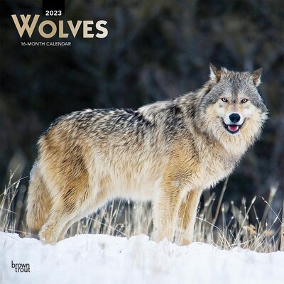 2023 BrownTrout Wolves 12 x 24 Monthly Wall Calendar, (9781975449124)