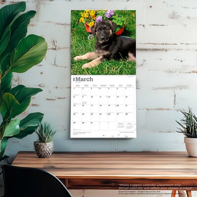 2026 BrownTrout German Shepherd Puppies 12" x 12" Monthly Wall Calendar (9798330703364)