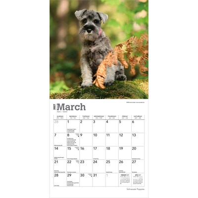 2027 BrownTrout Schnauzer Puppies 7" x 7" Monthly Wall Calendar (9798330710072)