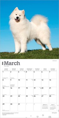 2026 BrownTrout Samoyeds 12" x 12" Monthly Wall Calendar (9798330705412)