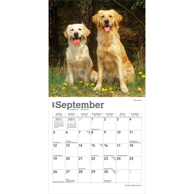 2027 BrownTrout Golden Retrievers 7" x 7" Monthly Wall Calendar, Assorted Colors (9798330714209)