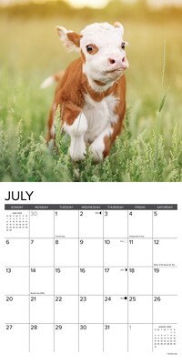 2025 Willow Creek Just Cows 12" x 12" Monthly Wall Calendar (42625)