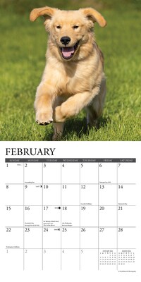 2026 Willow Creek Just Goldens 7" x 7" Monthly Wall Calendar (53607)