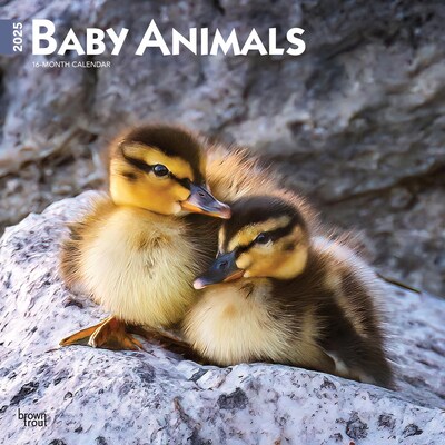 2025 BrownTrout Baby Animals 12 x 12 Monthly Square Wall Calendar (9781975476564)