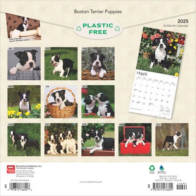 2025 BrownTrout Boston Terrier Puppies 12 x 12 Monthly Wall Calendar (9781975476694)