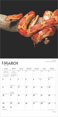 2025 BrownTrout Snakes 12" x 12" Monthly Square Wall Calendar (9781975476366)
