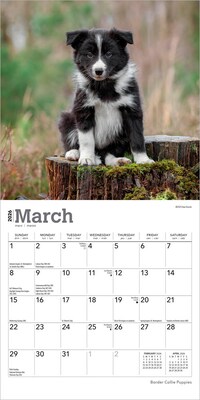 2026 BrownTrout Border Collie Puppies 7" x 7" Monthly Wall Calendar (9798330702534)