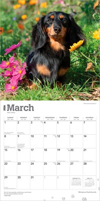 2026 BrownTrout Miniature Dachshunds 12" x 12" Monthly Wall Calendar (9798330703135)