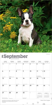 2026 BrownTrout Boston Terrier Puppies 12" x 12" Monthly Wall Calendar (9798330702596)