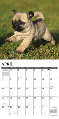 2025 Willow Creek Just Pug Puppies 12" x 12" Monthly Wall Calendar (44568)