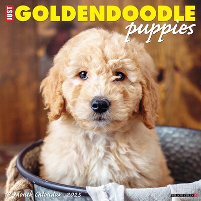2025 Willow Creek Just Goldendoodle Puppies 12 x 12 Monthly Wall Calendar (43110)