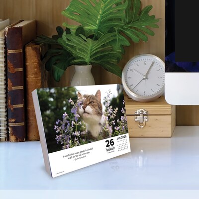 2026 Willow Creek What Cats Teach Us 6.2" x 5.4" Day-to-Day Calendar (54505)